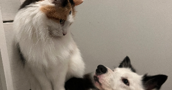 claire pet sitter à Vivy 49680_2