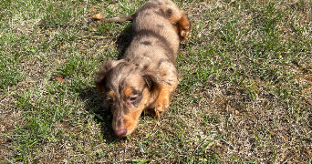 océane pet sitter à Bailleul 59270_3