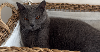 jasmine pet sitter à TOULON 83100_4