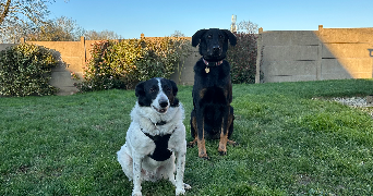 charlotte pet sitter à ST CLEMENT DE LA PLACE 49370_2