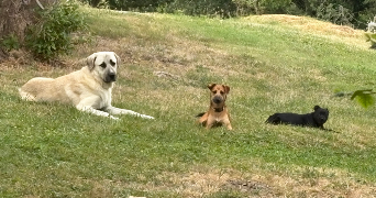 axelle pet sitter à AXAT 11140_9