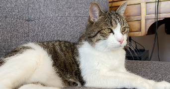 lou pet sitter à ASNIERES SUR SEINE 92600_6
