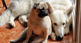 lysiane pet sitter à Ceyrat 63122_4