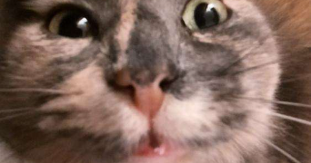 kheira pet sitter à SETE 34200_4