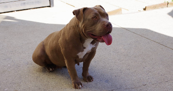 lola pet sitter à NOGENT SUR OISE 60180_2
