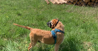 alix pet sitter à MERIGNAT 01450_3