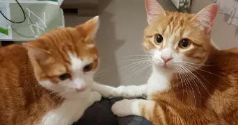 kévin pet sitter à VOUNEUIL SOUS BIARD 86580