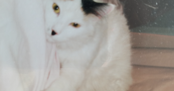 rejane pet sitter à FONTENAY AUX ROSES 92260_0