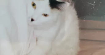 rejane pet sitter à FONTENAY AUX ROSES 92260