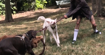 noémie pet sitter à TOULOUSE 31200_4