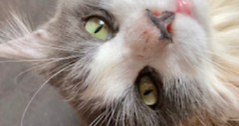 marion pet sitter à THORIGNE EN CHARNIE 53270_1