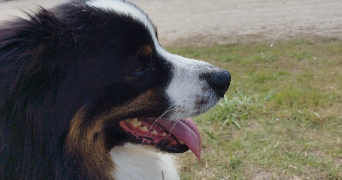 frederic dog sitter à PLAINE 67420_1