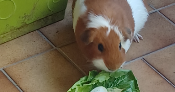 anne-sophie pet sitter à STE FOY LES LYON 69110_1
