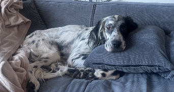 megan pet sitter à CANNES 06150_1