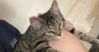 jeanne cat sitter à PARIS 05 75005_6