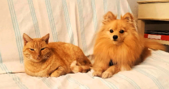 jeanne pet sitter à ST PAUL LES DAX 40990_9