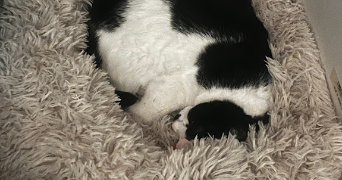 oïhana pet sitter à BLAGNAC 31700_2