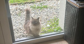 Solenne pet sitter à ANNECY 74940_7