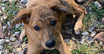 clémence pet sitter à LE PERREUX SUR MARNE 94170_7