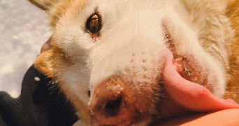 camila pet sitter à CAMBRAI 59400_8