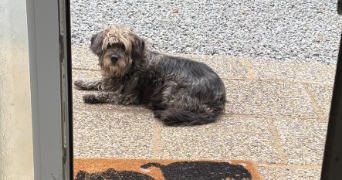 laurence pet sitter à MENEAC 56490_5