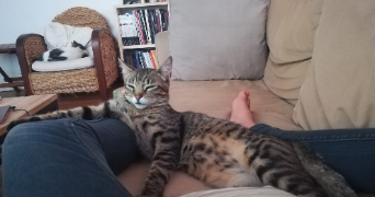 camille pet sitter à lyon 69008_1