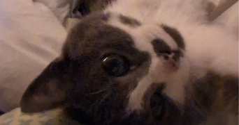 louise pet sitter à RENNES 35000_4