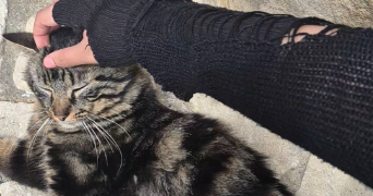 lana pet sitter à LANGON 33210_1