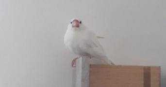 emilie pet sitter à ROCHESERVIERE 85620_3