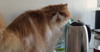 chloé pet sitter à GRENOBLE 38100_7