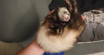 marie-caroline pet sitter à CAUDEBEC LES ELBEUF 76320_6