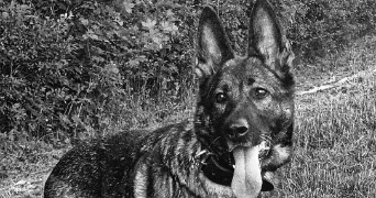 déborah pet sitter à DOMBASLE SUR MEURTHE 54110_1