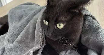 cheyenne pet sitter à ST HILAIRE DES LOGES 85240