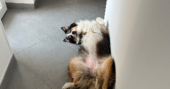 astride pet sitter à LUSSAT 63360_4