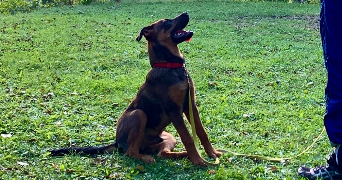 louwan pet sitter à SERMAISE 91530_0