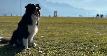 mylene dog sitter à ANNECY 74000_0