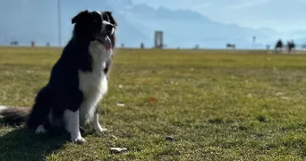 mylene dog sitter à ANNECY 74000