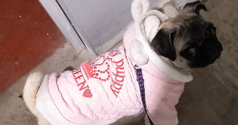 rossana pet sitter à DRAVEIL 91210_2