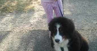 precilia pet sitter à TOMBLAINE 54510_3