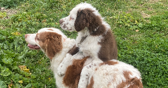 maëlle pet sitter à TOULOUSE 31400_4