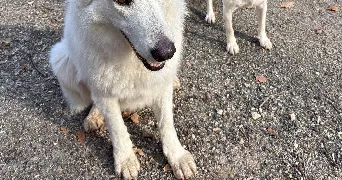 maelle pet sitter à CHATEAUNEUF DU RHONE 26780