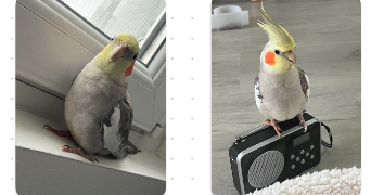 ines pet sitter à CHATEAUDUN 28200_1