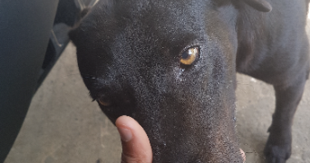 maxime pet sitter à POISSY 78300_5