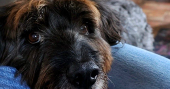 gauthier pet sitter à PARIS 09 75009_2