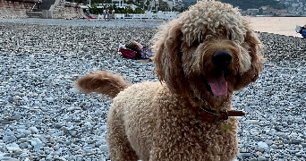 magali pet sitter à NICE 06000_4