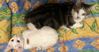 romane pet sitter à BIDACHE 64520_1