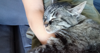 clemence pet sitter à ORLEANS 45000_1