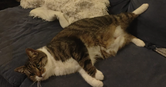 hélène pet sitter à COURCHEVEL 73120_2