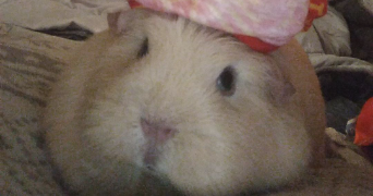 elia pet sitter à MULHOUSE 68200_0