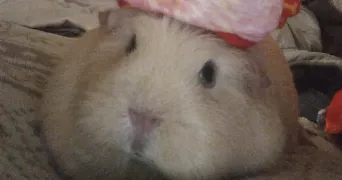 elia pet sitter à MULHOUSE 68200